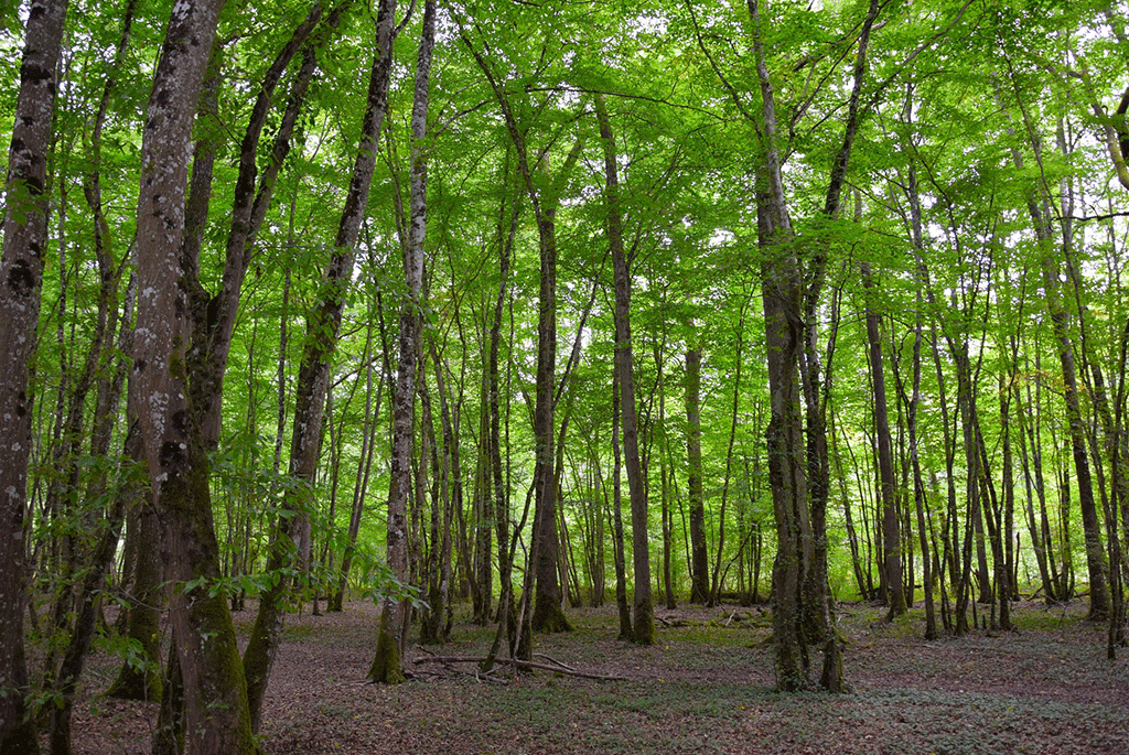 La forêt de Tronçais